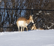 2019 02 21 MNNewZoo 014